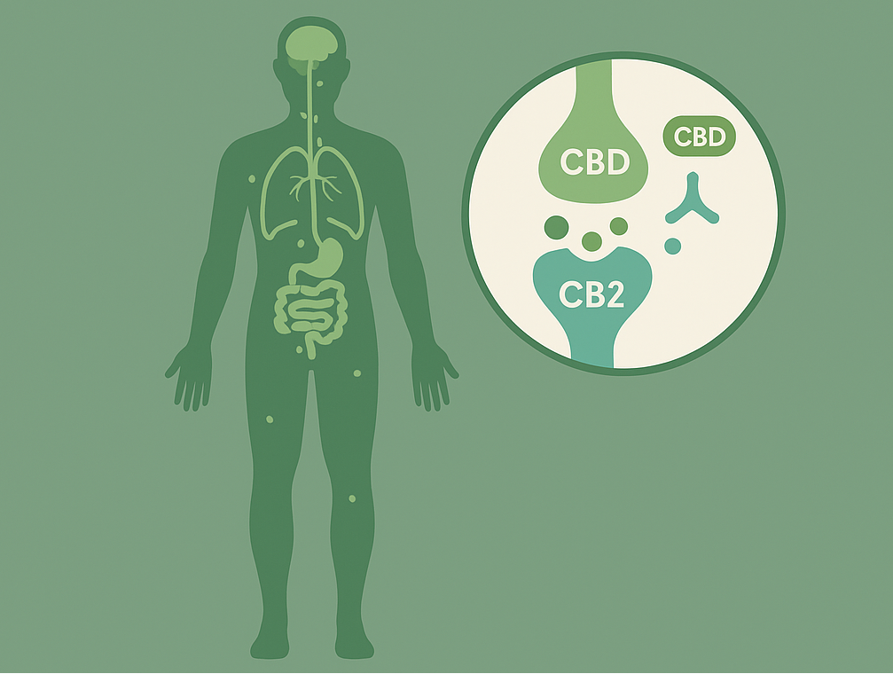 Read more about the article Układ endokannabinoidowy i&nbsp;jego rola w&nbsp;terapii